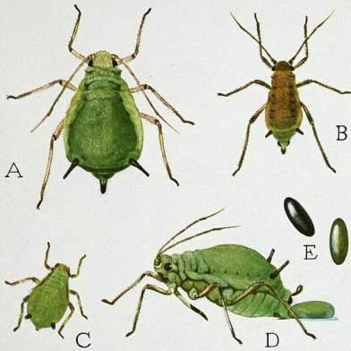 «Ragionando» di afidi Ordine Rhynchota Sottordine Homoptera Sezione Sternorrhyncha Superfamiglia Aphidoidea - 7 specie presenti su agrumi nei nostri ambienti; - 3 specie di importanza