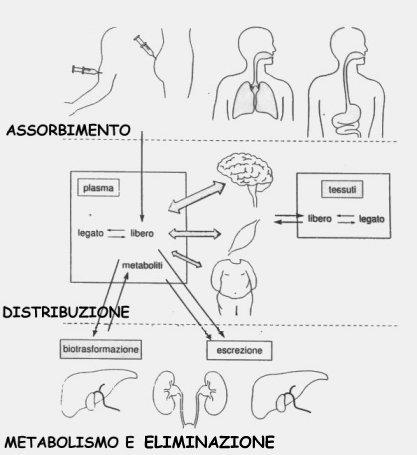 La farmacocinetica, dal punto di vista