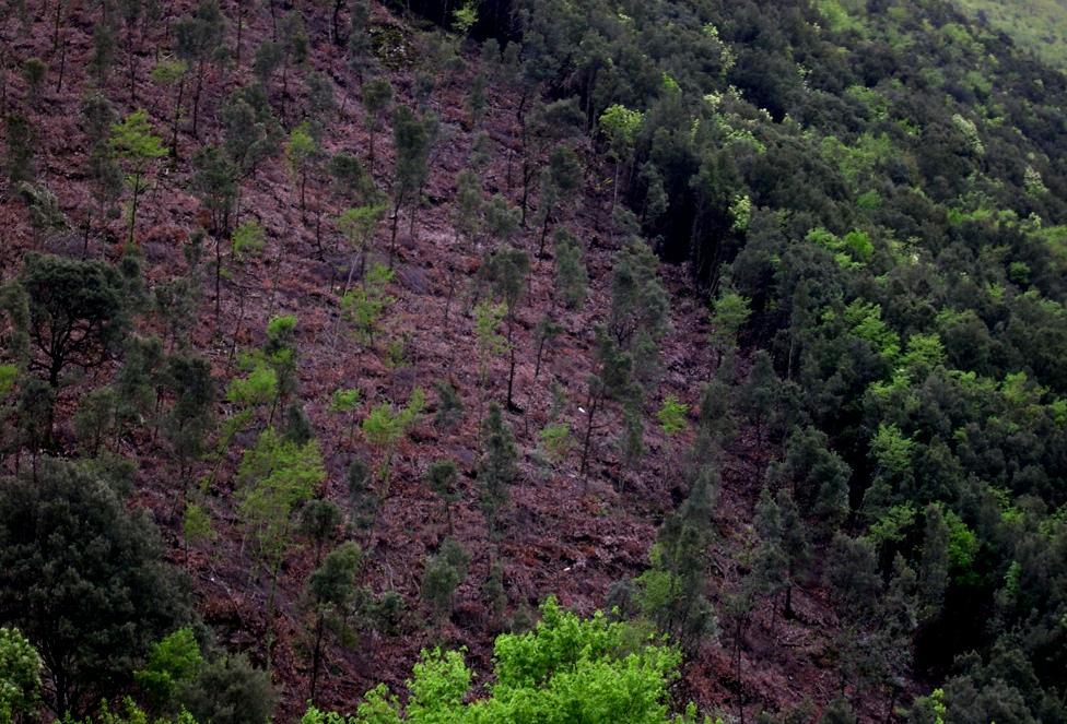 alle molteplicità delle funzioni Funzioni del bosco: Idrogeologiche, Biodiversità,