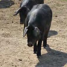 La «Mora» veniva raffigurata già negli affreschi medioevali e rinascimentali, epoca in cui i maiali venivano allevati allo stato brado nei boschi dell Appennino tosco-romagnolo.