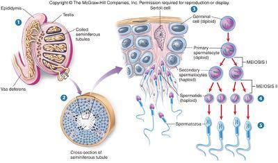 Spermatogenesi tubuli seminiferi Spermatogenesi tubuli seminiferi Cellule del Sertoli Sezione