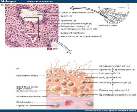 germinali fino agli stadi finali della spermatigenesi, eccetto gli spermatogoni che poggiano