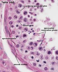 cellule germinali durante la spermatogenesi (lo