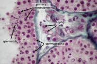 ematotesticolare) Cellule del Leydig