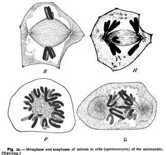 A metà dell 800 le tecniche sono state messe a punto e nel 1838 Schleiden e Schwann propongono la teoria cellulare Le cellule sono provviste di nucleo e si