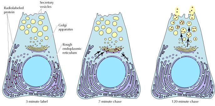 Ruolo di sintesi, rimaneggiamento e smistamento di proteine, non destinate al citosol, dimostrato da George Palade nel 1960 al ME.