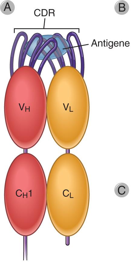 Caratteristiche delle regioni variabili Le 6 regioni ipervariabili si associano in una struttura tridimensionale che forma il sito di legame