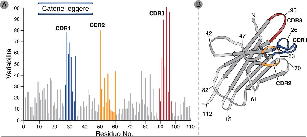 Importanza delle regioni ipervariabili La capacità di legare l Ag dipende principalmente dalle regioni CDR.