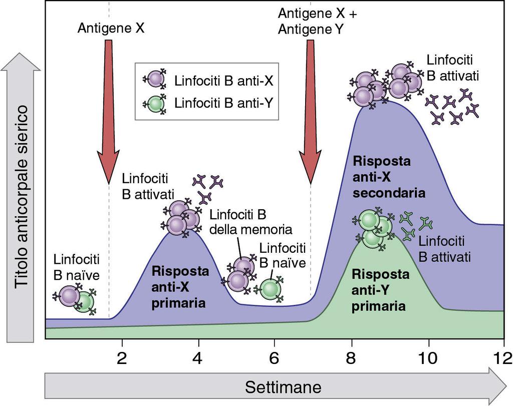 Risposta primaria e