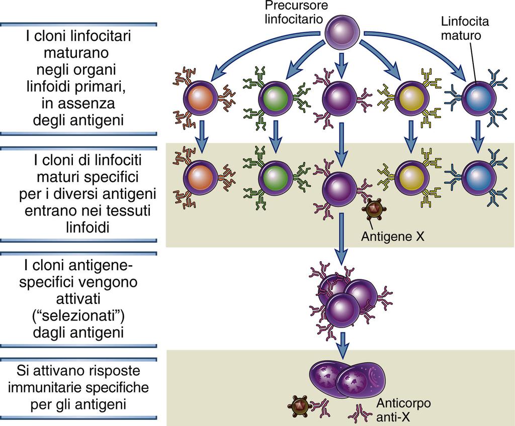 Anticorpi Monoclonali e Policlonali Ogni cellula B naïve (clone) esprime un recettore per l antigene (BCR) con