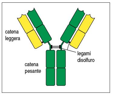 Struttura degli Anticorpi Tutti gli anticorpi hanno la stessa struttura molecolare, ma grande variabilità nella regione che