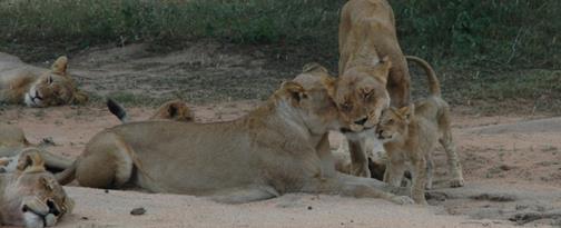 Reserve La potenza della natura, il fascino della ricerca degli animali, la storia e la cultura di un Paese dipinta su scenari mozzafiato il Sudafrica riprende lo spirito autentico dell Africa più