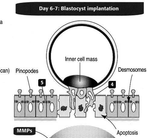 Impianto della blastocisti LA PRIMA SETTIMANA Processi cellulari del sinciziotrofoblasto penetrano tra le cellule epiteliali della mucosa uterina le quali vanno in apoptosi.