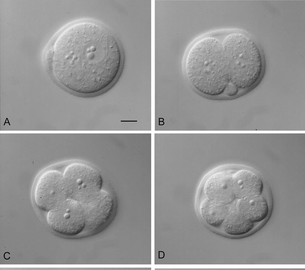 LA PRIMA globulo polare Embrioni di topo a diversi stadi di sviluppo.