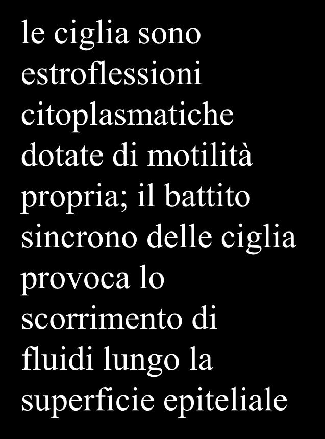 il battito sincrono delle ciglia provoca lo