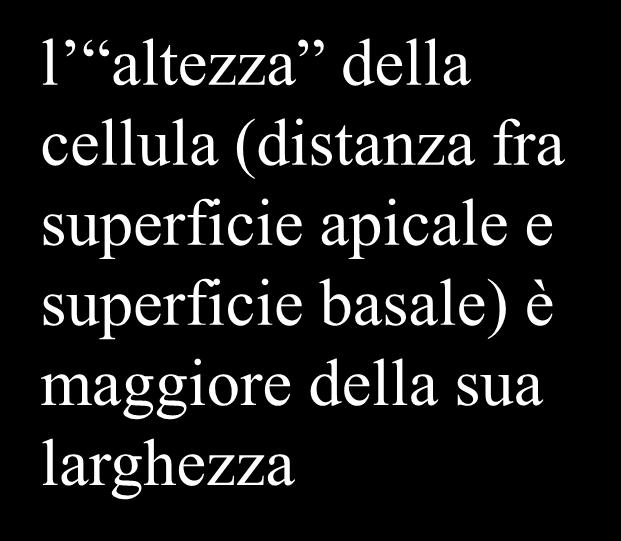 ovidotto: esempio di epitelio cilindrico semplice l altezza