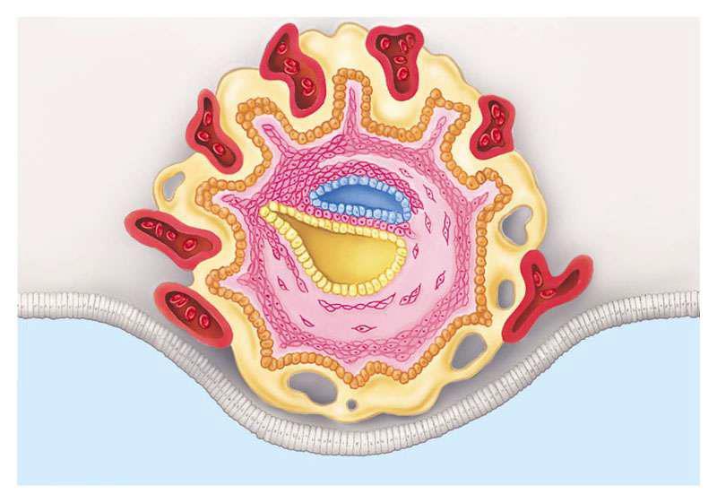 Amnios Allantoide Corion Villi coriali Embrione: Ectoderma