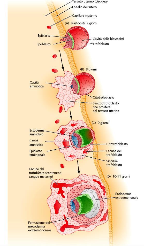 Il trofoectoderma si divide in: citotrofoblasto (villi)