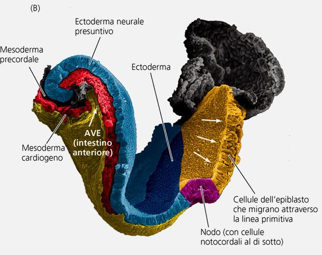 L ASSE ANTERO-POSTERIORE NEL TOPO L AVE ricopre l intestino anteriore; il mesoderma precordale è a contatto con l ectoderma del proencefalo Il nodo si è