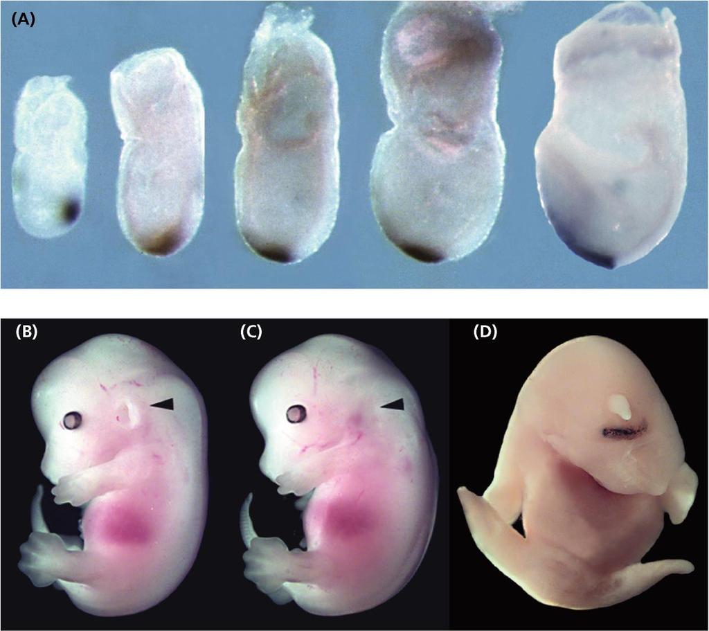 Gastrulazione Espressione di cordina nella parte anteriore della linea primitiva, nel nodo, nel mesoderma assiale La cordina non è espressa nell AVE Embrioni di 12,5 giorni Gilbert,