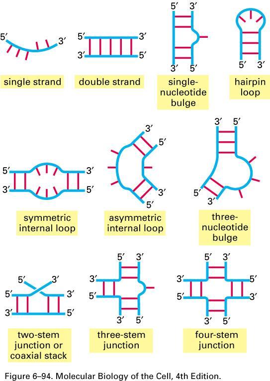 Examples of RNA structural motifs