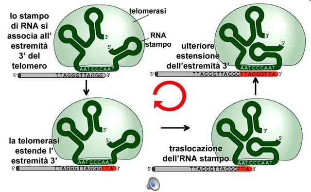 LA TELOMERASI SI LEGA ALL ESTREMITA