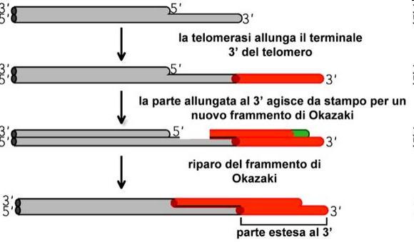 L ALLUNGAMENTO DEL 3 DEL TELOMERO CREA LO SPAZIO