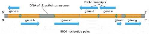 GENERALMENTE SOLO UNA DELLE DUE ELICHE DI DNA VIENE COPIATA COME RNA.