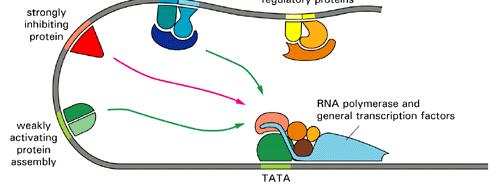 ENHANCER È IL TERMINE USATO PER DEFINIRE SPECIFICHE SEQUENZE DI DNA IN GRADO DI AUMENTARE L'EFFICACIA DEI PROMOTORI NELL'ATTIVAZIONE DELLA TRASCRIZIONE.