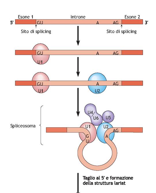 L ELIMINAZIONE DEGLI INTRONI PREVEDE LA
