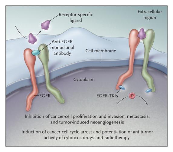 EGFR-targeted therapy Monoclonal Antibodies Cetuximab (Erbitux )