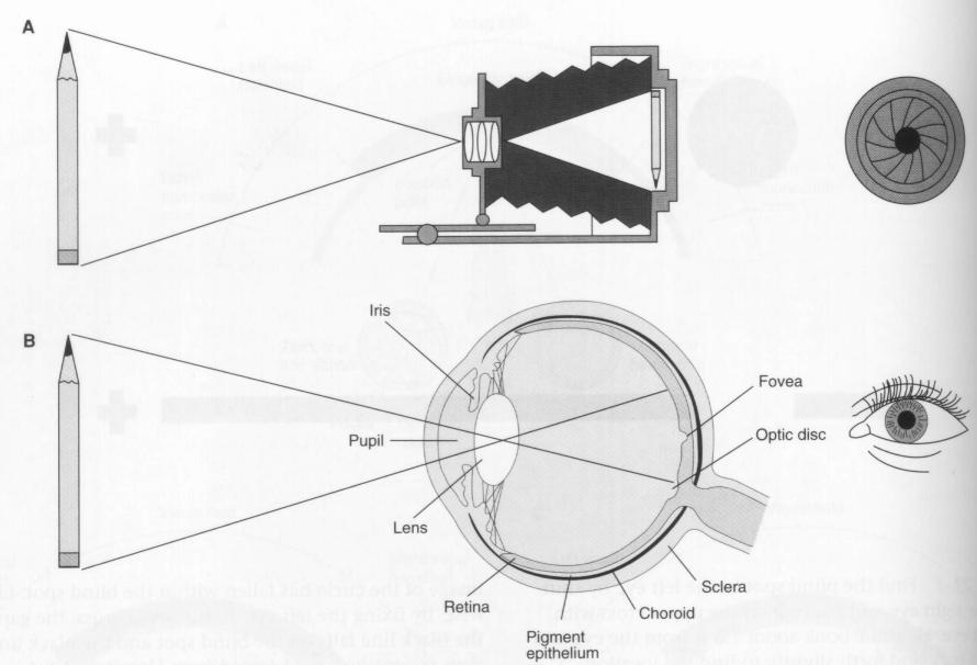 L occhio Giulio Sandini 72 Osservando con l occhio sinistro la crocetta e variando la distanza del foglio l immagine disco