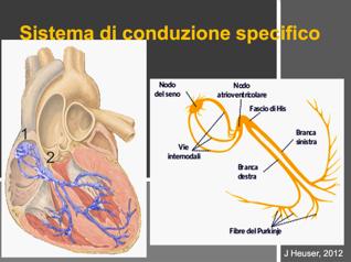 Perché in tutti i pazienti c è la stessa morfologia?