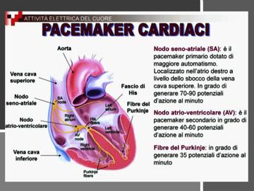 Generatore dell impulso, segnapassi. Se noi andiamo a prendere un isolato di nodo seno, comunque tenderà a depolarizzarsi autonomamente un tot di volte nell unità di tempo.