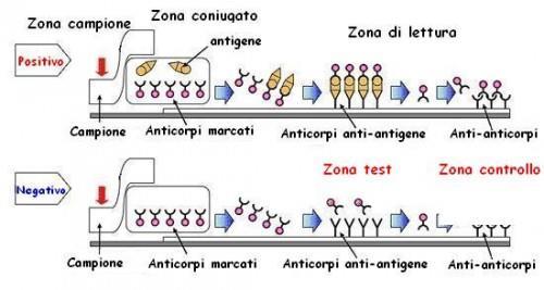 IMMUNOCROMATOGRAFIA SU MEMBRANA Un test immunocromatografico a flusso laterale ( Lateral Flow Test ) è un indagine basata sulla classica reazione antigene-anticorpo su supporto solido.