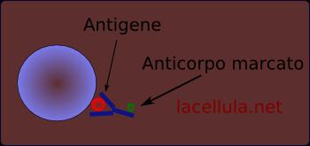 diretta degli antigeni virali nelle secrezioni respiratorie