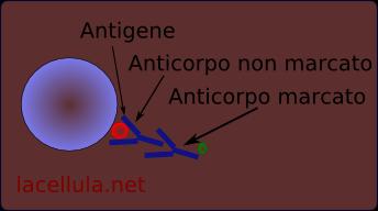 identificazione precoce dell infezione da Citomegalovirus ed è perciò ampiamente utilizzata come gold standard per la diagnosi e il