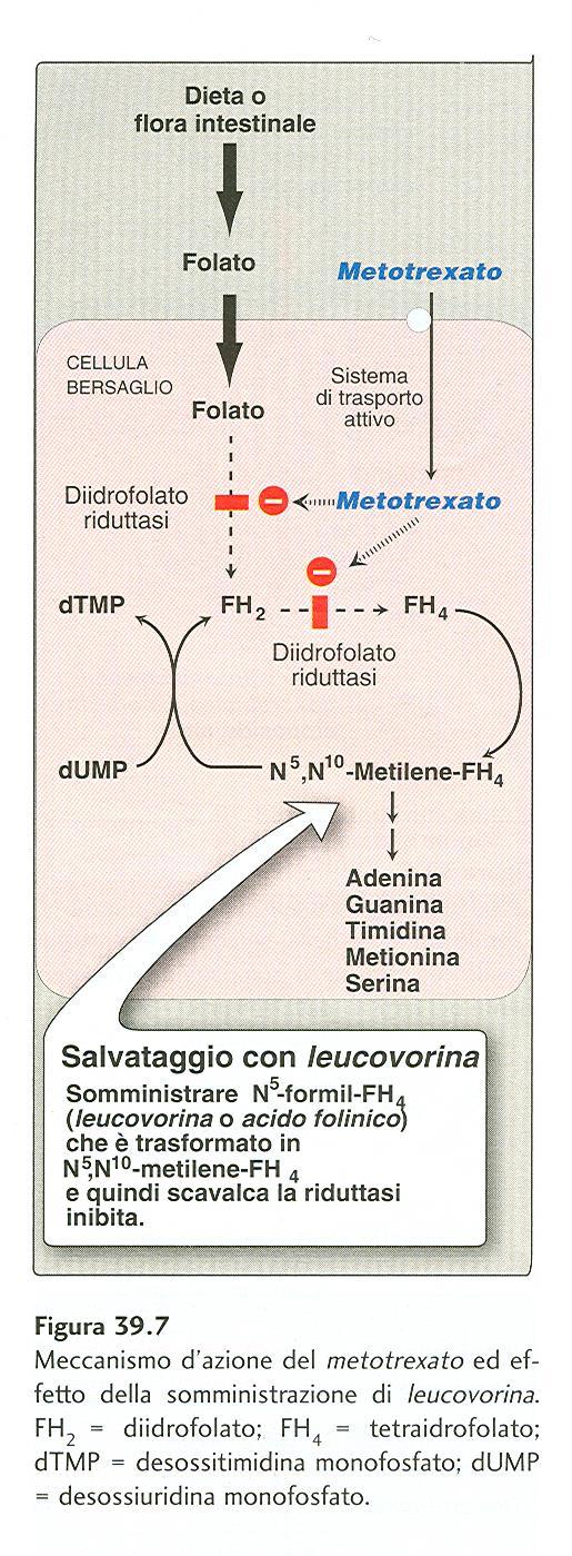 Meccanismo d azione del metotrexato Diminuzione coenzimi a base di folato FH 4 = acido