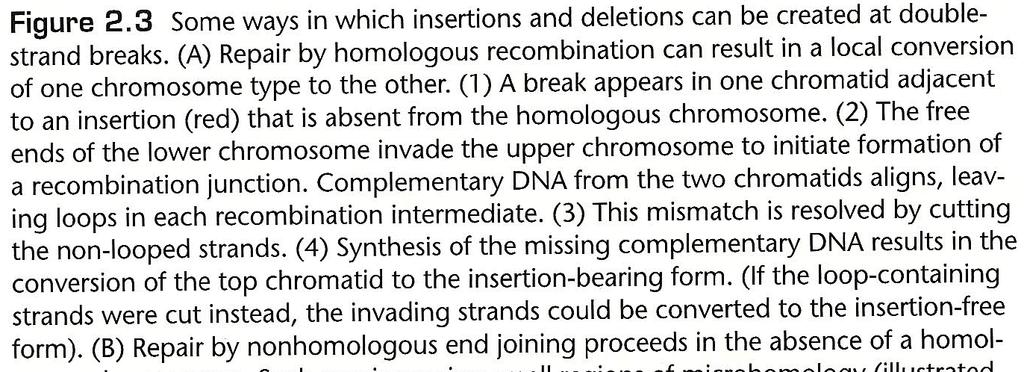 Modificazioni delle dimensioni del genoma inserzione Se in uno dei due cromosomi c è un