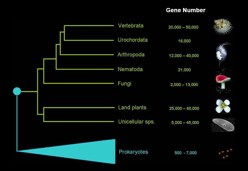 Paradosso del valore N: Il numero di geni e la