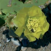 Tra le piante più diffuse lungo la costa, il fiordaliso tirreno, il dauco marino, il teucrio giallo e il cappero (Capparis spinosa).