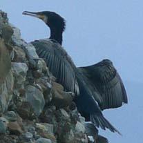 Uccelli immaturi appartenenti alle prime due specie possono essere avvistati anche in estate.