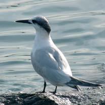 Lungo le pareti rocciose si può osservare anche il corvo imperiale (Corvus corax), un animale di medie dimensioni dal piumaggio