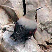 Altri piccoli uccelli che trovano rifugio lungo la costa sono il passero solitario, di colore grigio e azzurro, e il rondone pallido (Apus