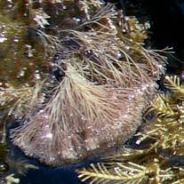 Appena sotto, sono comuni alcune specie come Corallina elongata e Stypocaulon scoparium.