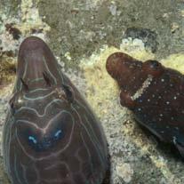 pesci molto singolari: sono i succiascoglio del genere Lepadogaster.