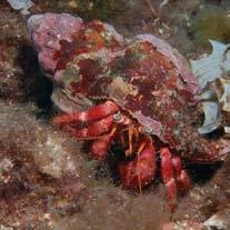 Sono spesso presenti anche molluschi; dal bivalve Arca noae al comunissimo polpo, ed echinodermi.