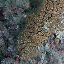 AREA MARINA PROTETTA portofino cipale di molti variopinti nudibranchi, sui fondali sono piuttosto comuni gli anemoni della specie