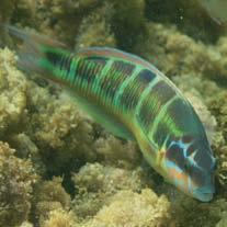 secondi; simbionti che conferiscono loro i caratteristici colori e cedono zuccheri in cambio di protezione.