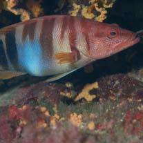 Altri pesci molto diffusi sono i saraghi delle quattro specie principali: sarago fasciato, sarago maggiore, sarago puntazzo, sarago